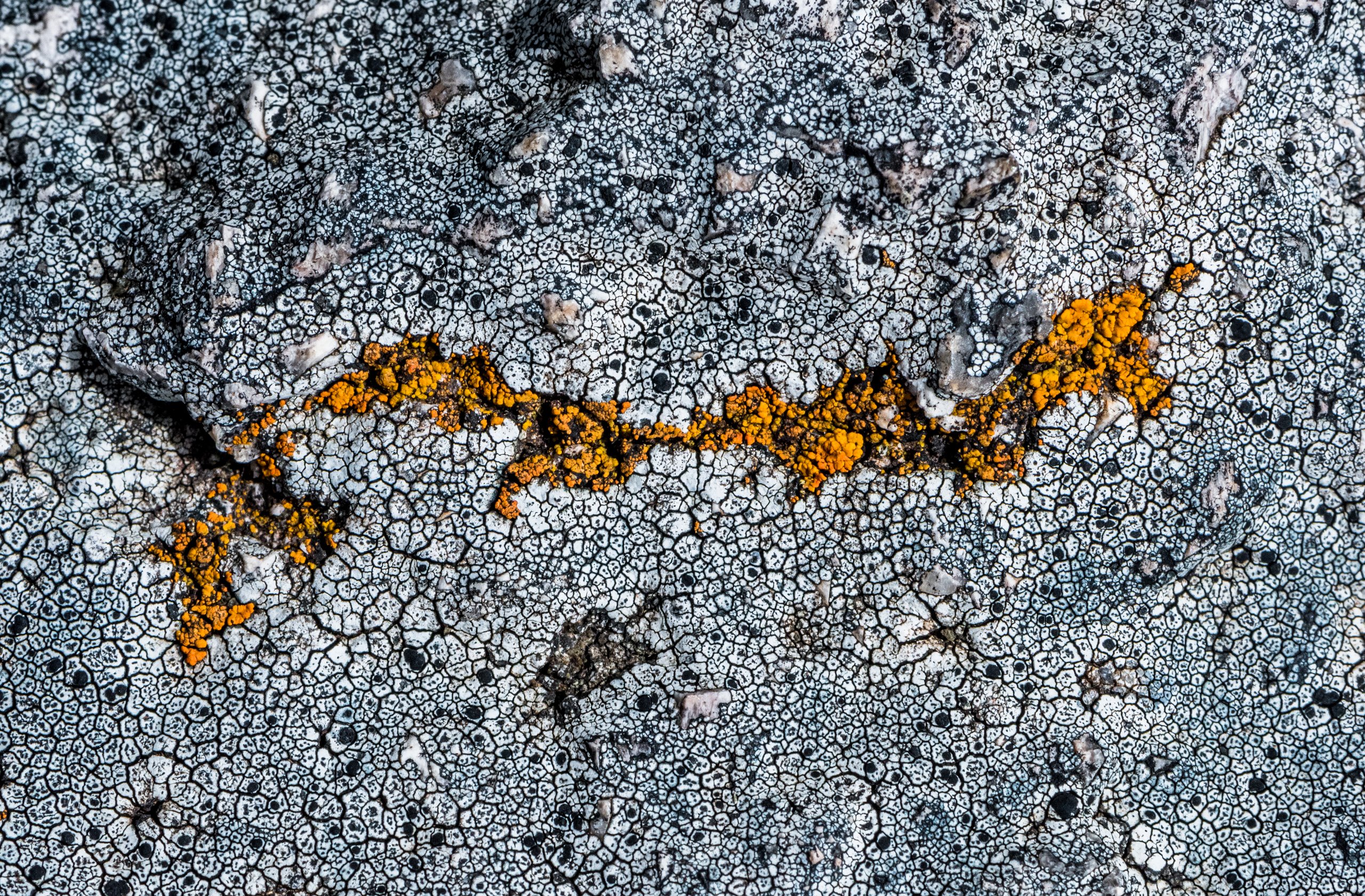 Liquenscape