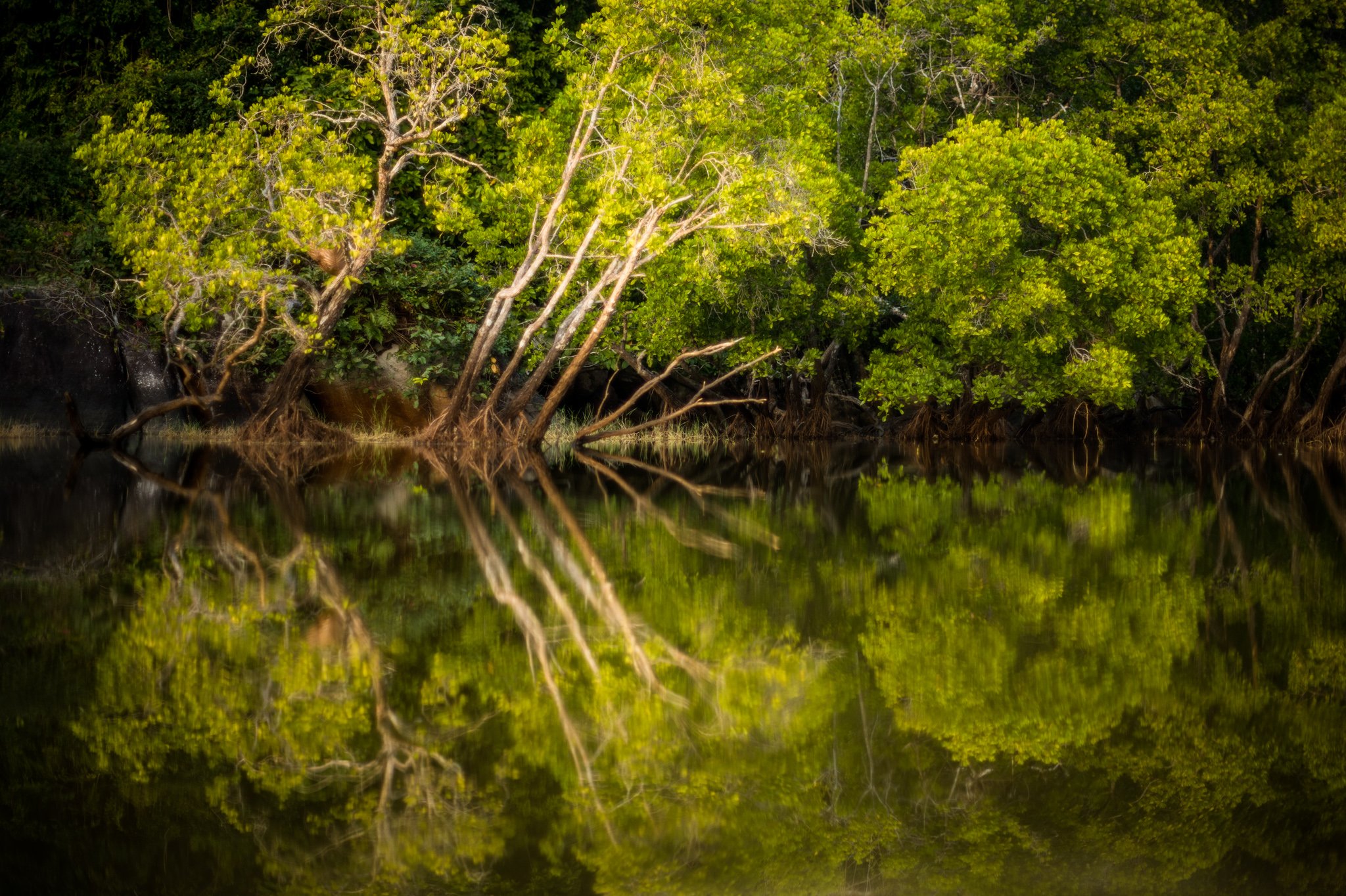 REFLEXO VERDE