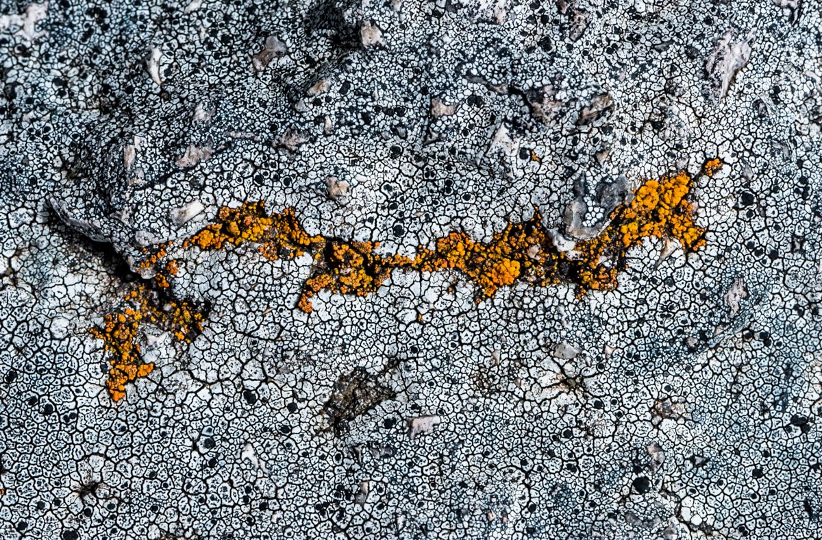 Liquenscape
