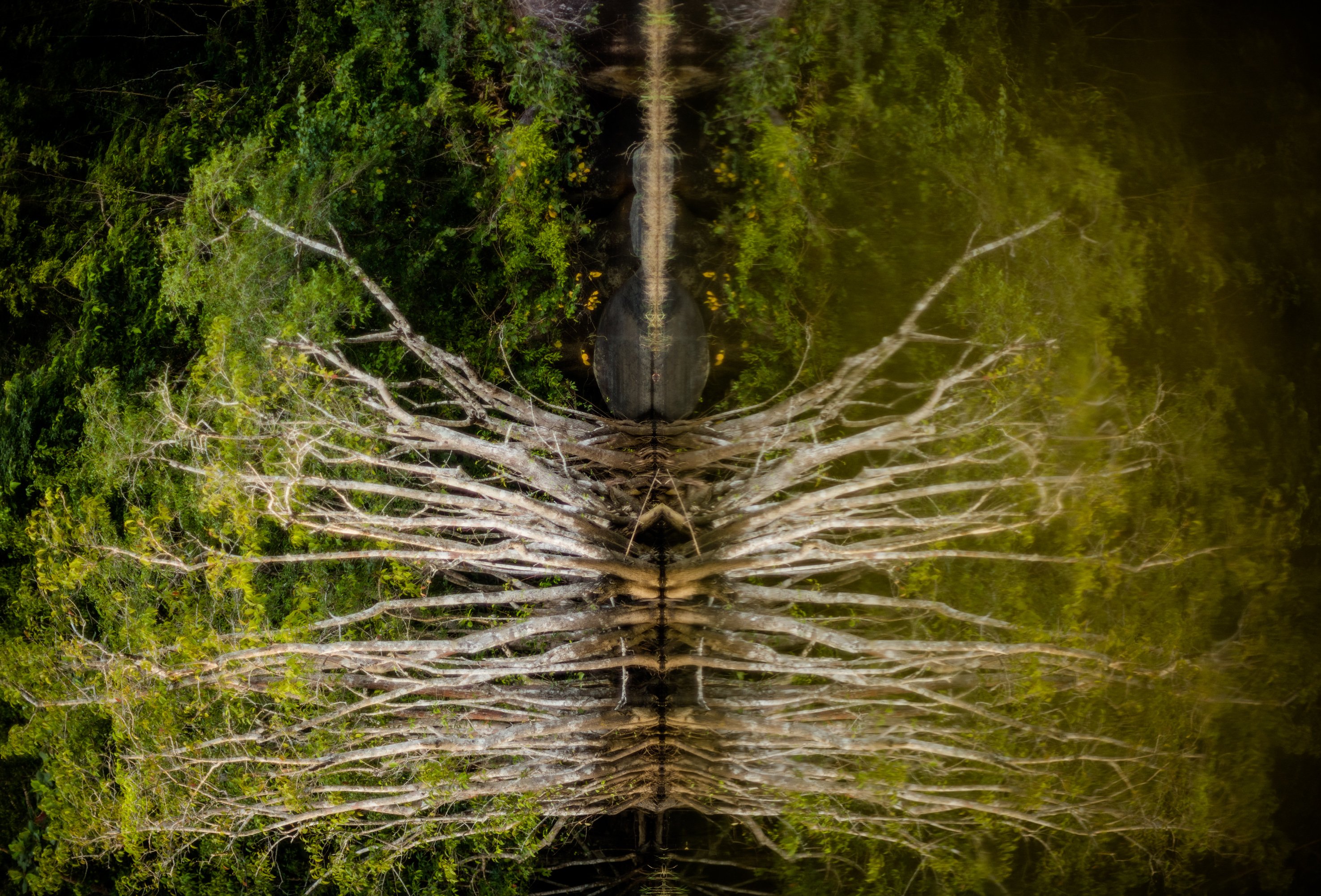 Criaturas da Floresta