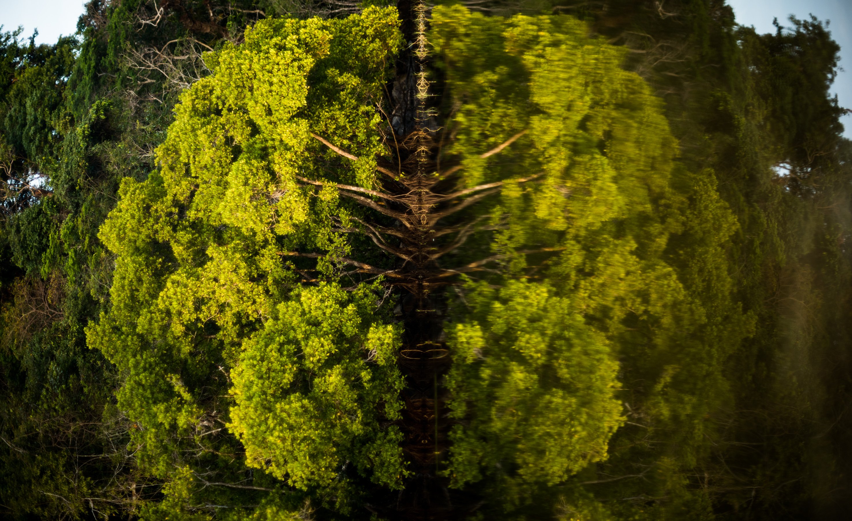 Criaturas da Floresta