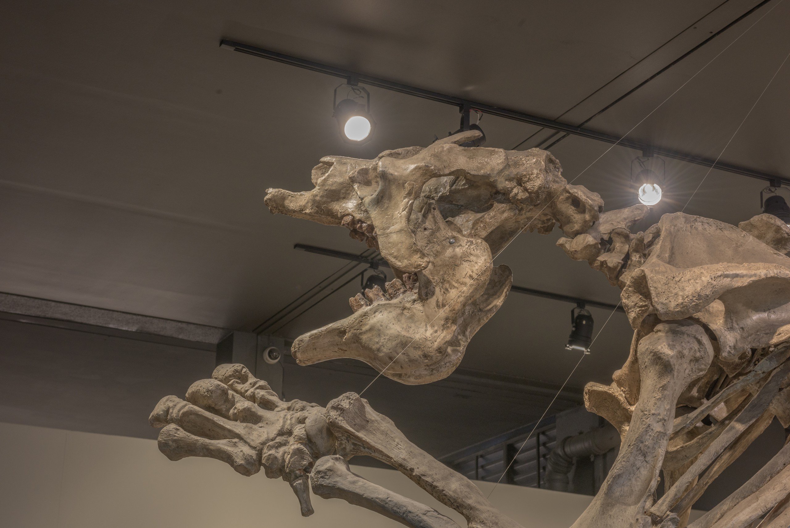 Eremotherium